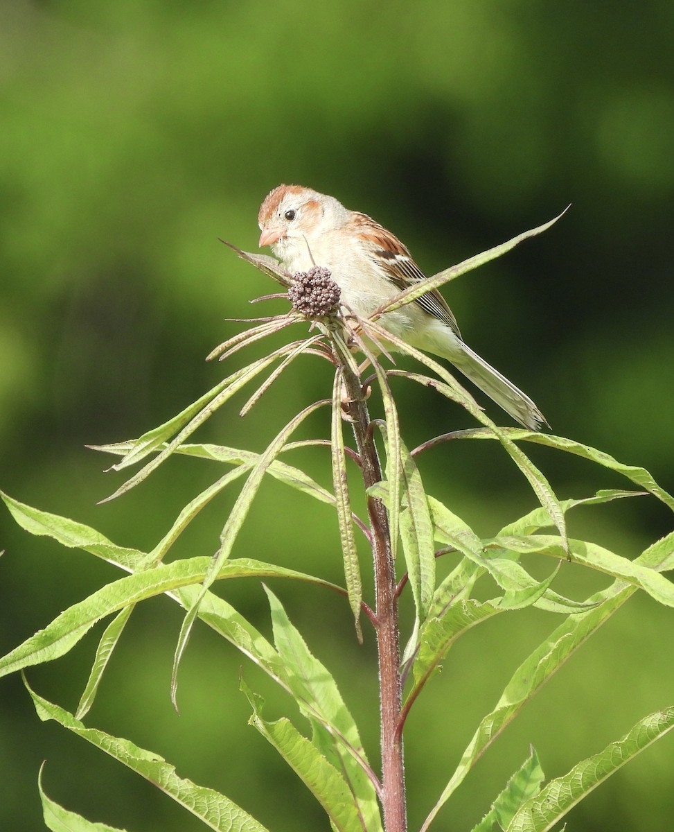 Field Sparrow - ML620613113
