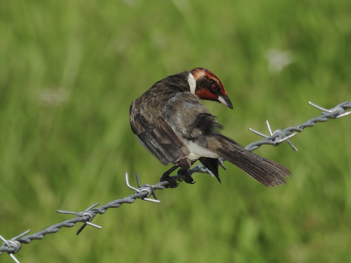 Masked Cardinal - ML620613114