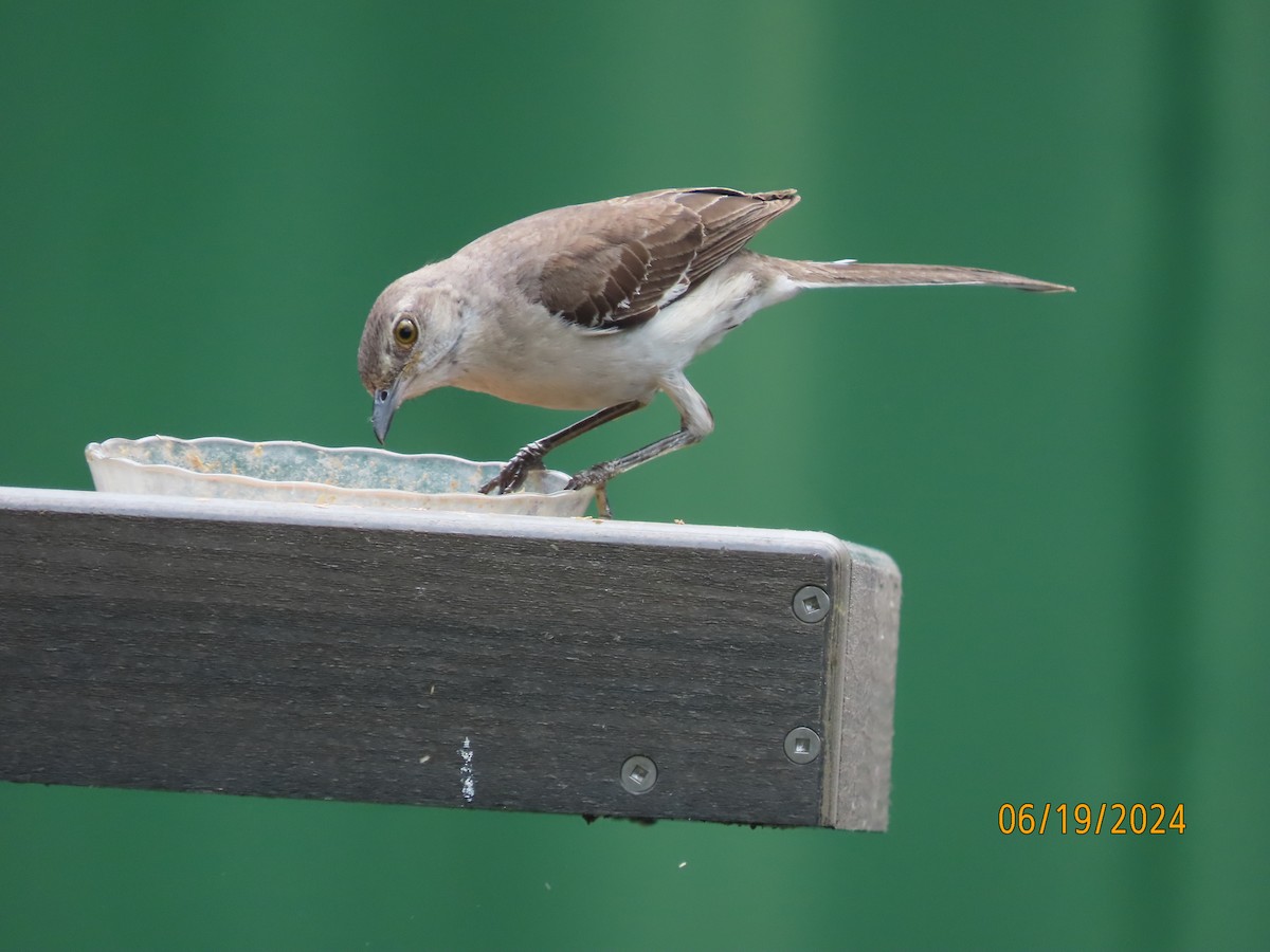 Northern Mockingbird - ML620613119