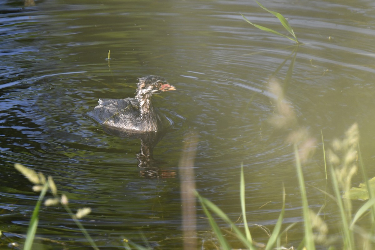 Pied-billed Grebe - ML620613124