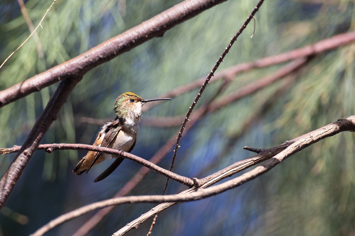 Colibri roux ou C. d'Allen - ML620613127