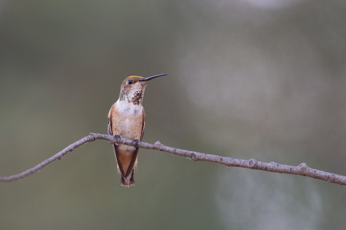 Colibrí Rufo/de Allen - ML620613129