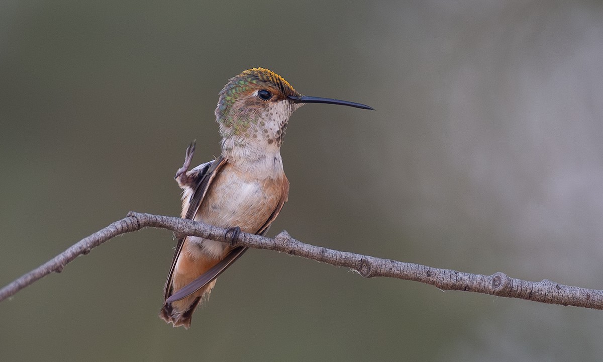 Rufous/Allen's Hummingbird - ML620613130