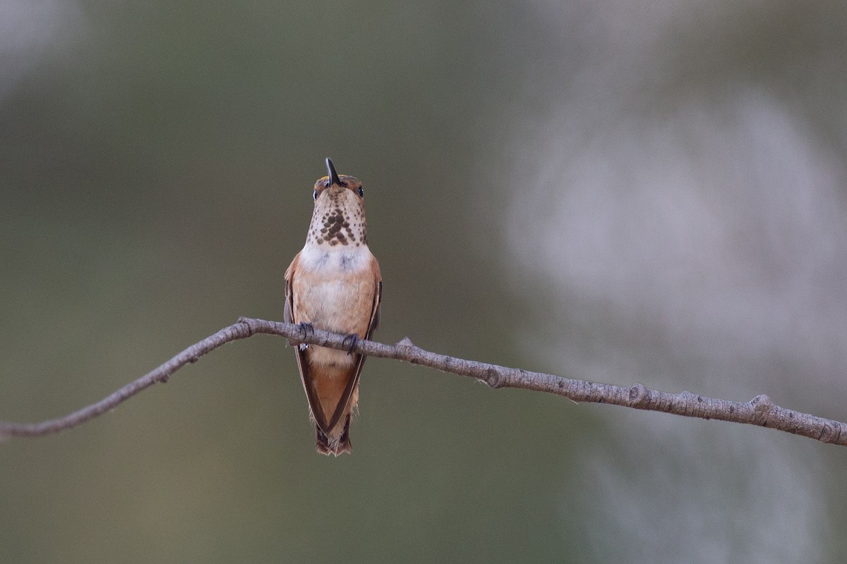 Colibrí Rufo/de Allen - ML620613131