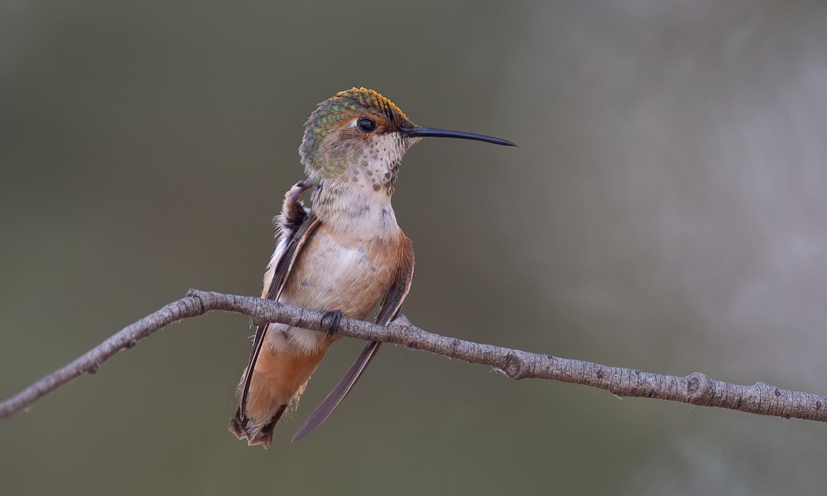 Rufous/Allen's Hummingbird - ML620613132