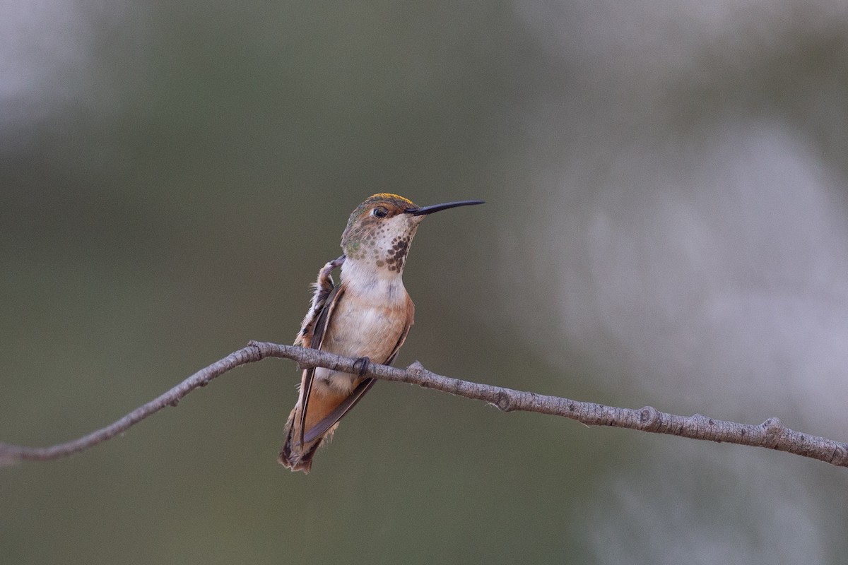 Colibrí Rufo/de Allen - ML620613133