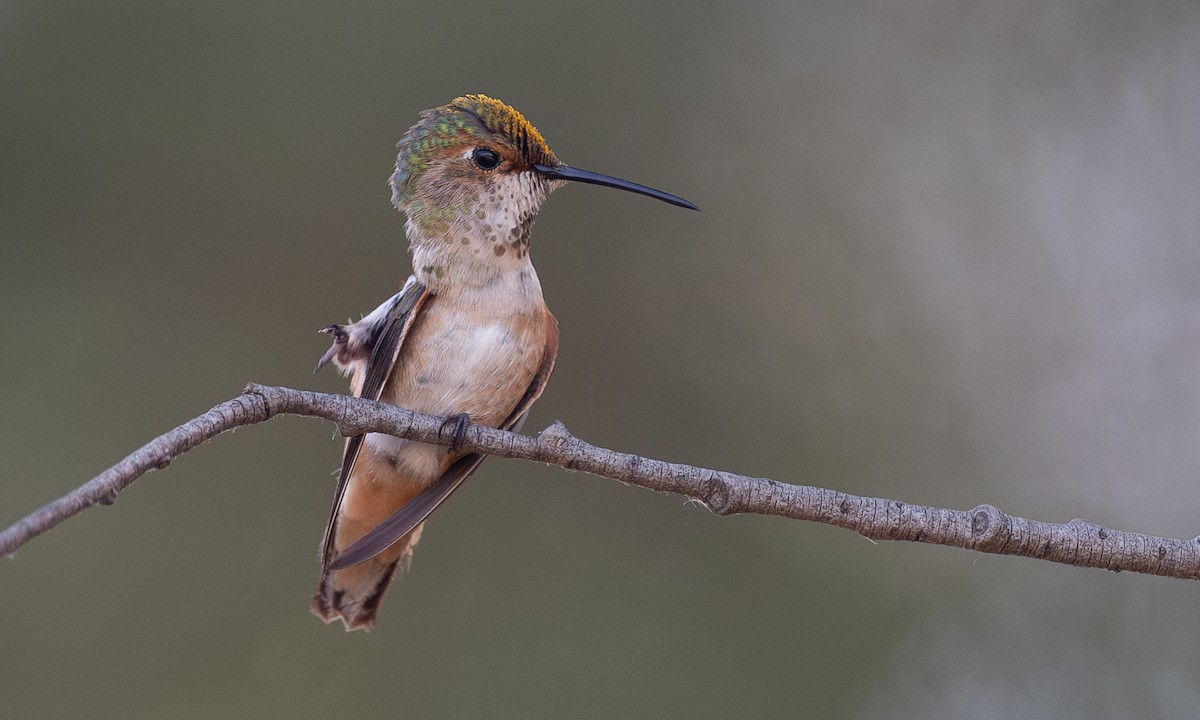 Rufous/Allen's Hummingbird - ML620613134