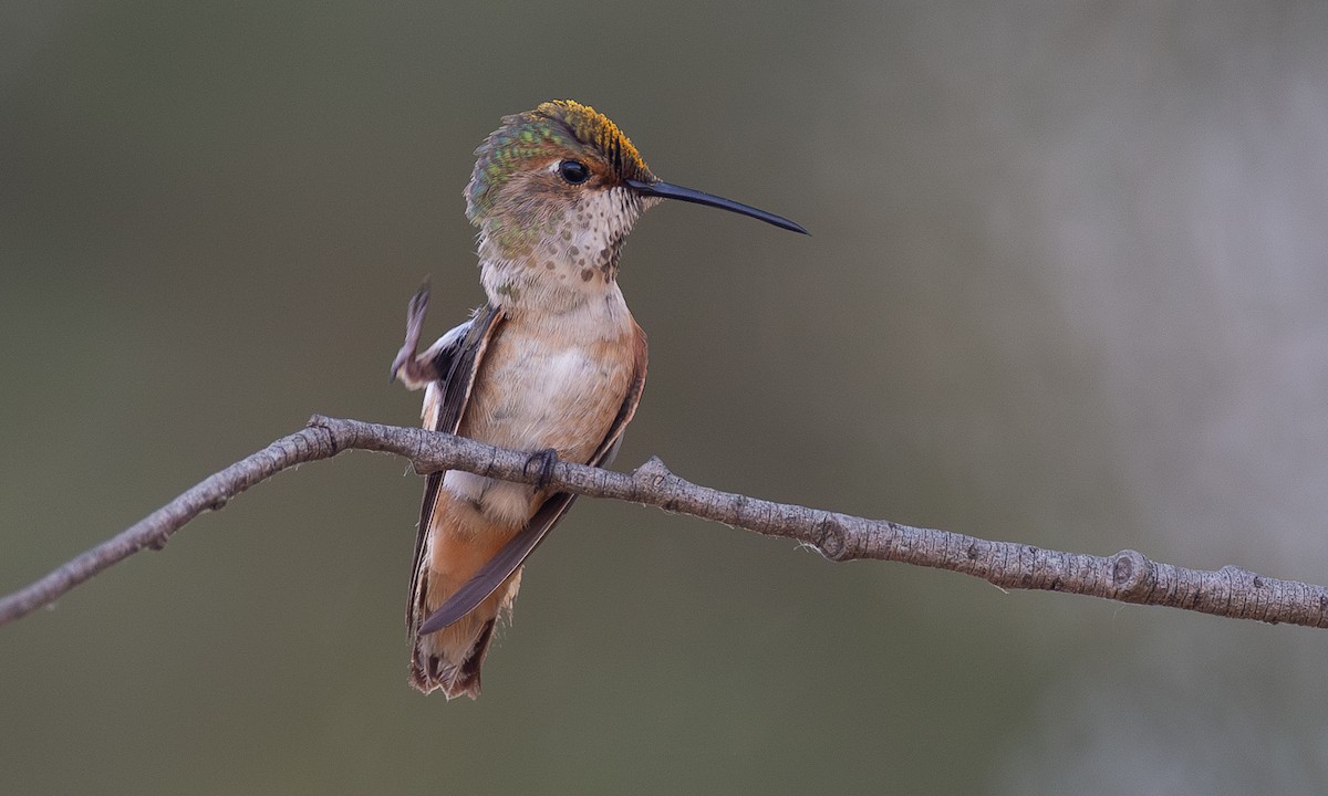 Colibri roux ou C. d'Allen - ML620613135