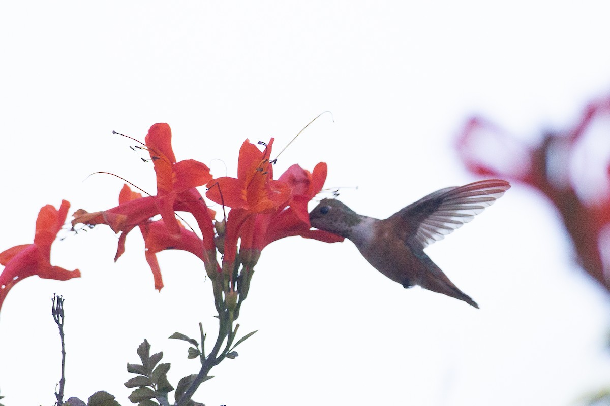 Rufous/Allen's Hummingbird - Chris Wood