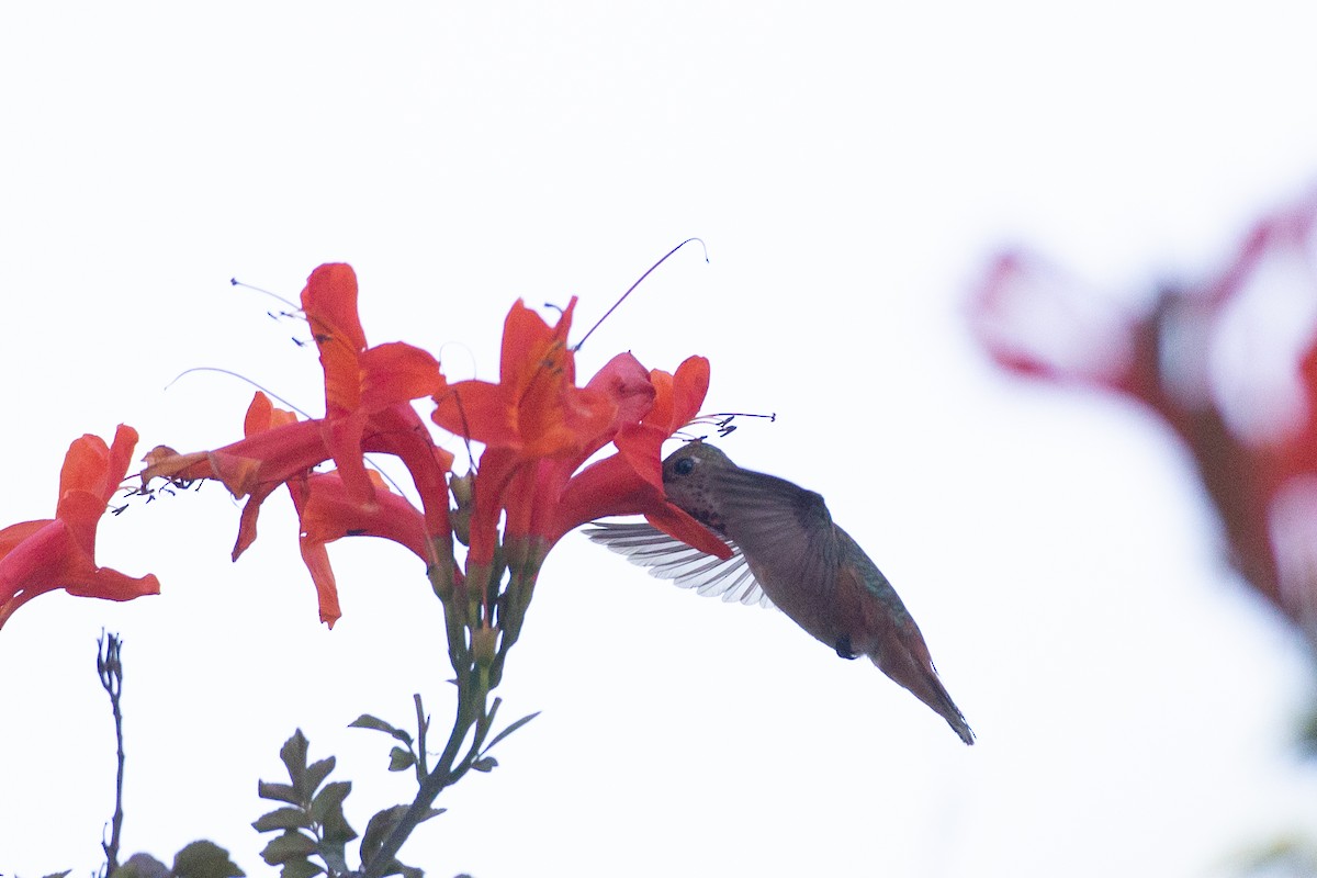 Rufous/Allen's Hummingbird - ML620613137