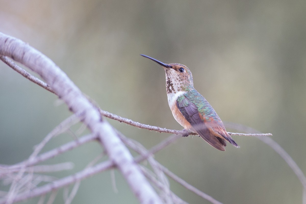 rødkolibri/chaparralkolibri - ML620613138