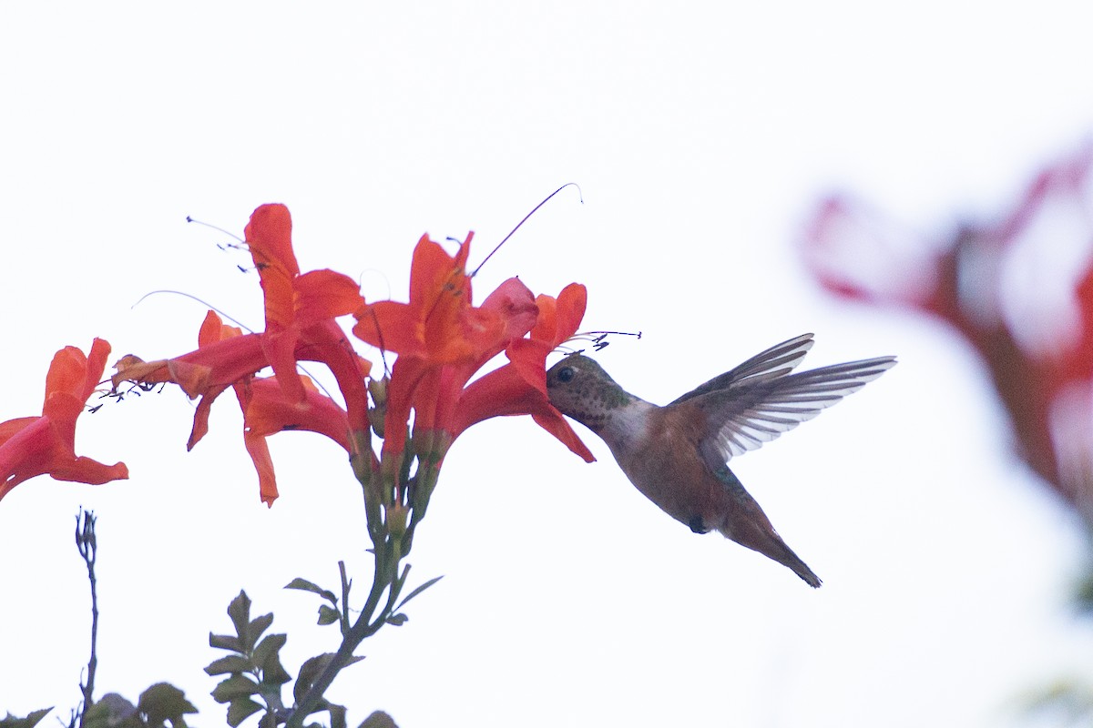 Rufous/Allen's Hummingbird - ML620613139