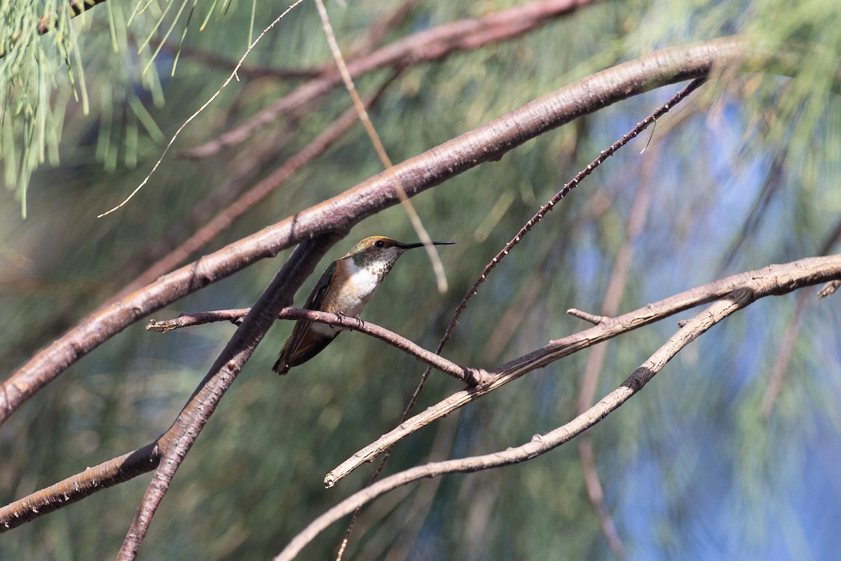 Rufous/Allen's Hummingbird - ML620613140