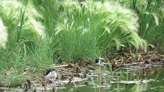 Black-necked Stilt - ML620613141