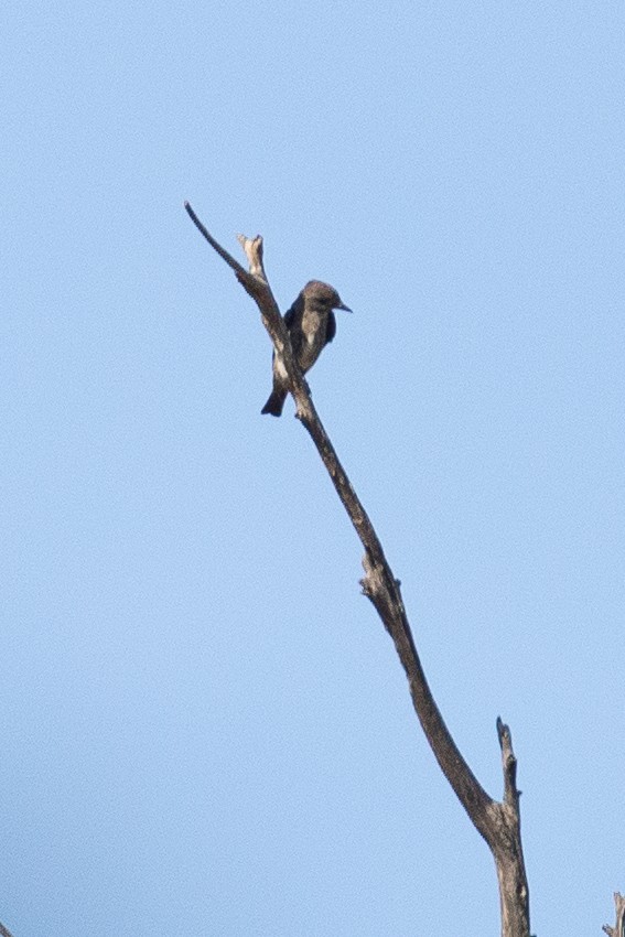 Olive-sided Flycatcher - ML620613142