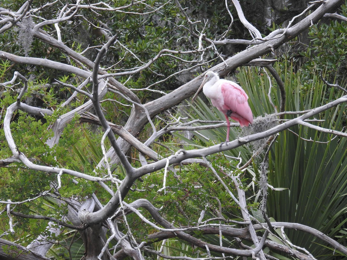 Roseate Spoonbill - ML620613143