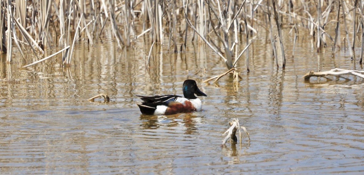 Northern Shoveler - ML620613145