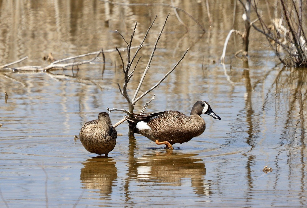 Blue-winged Teal - ML620613146