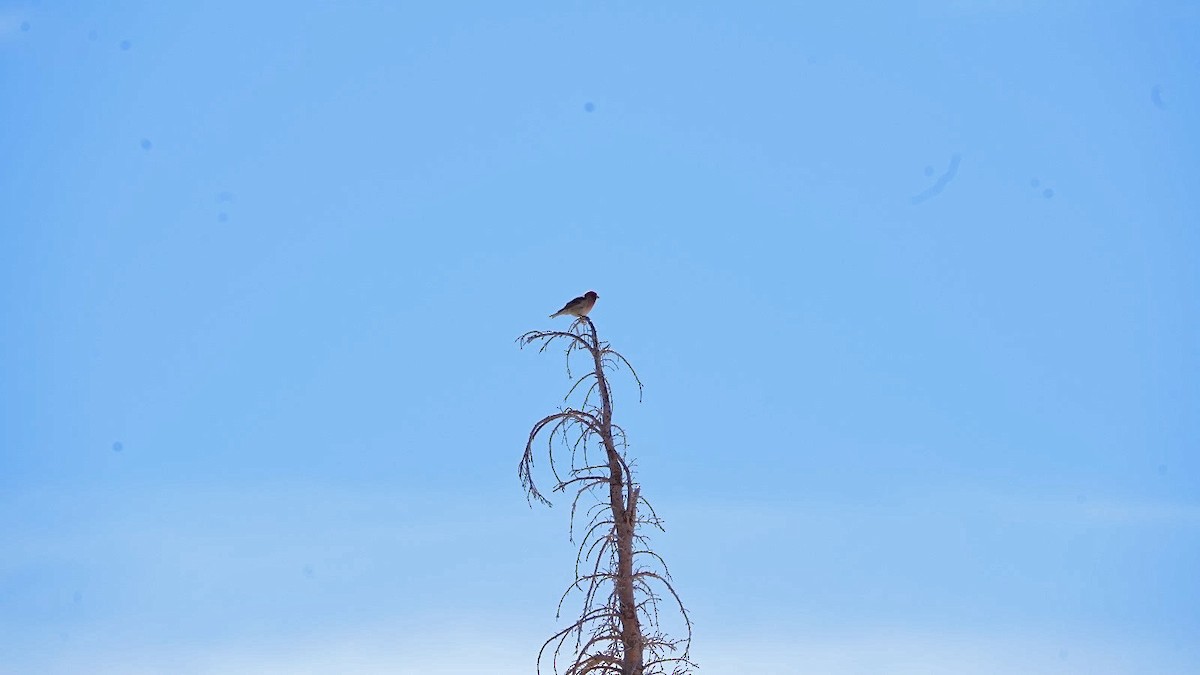 Cassin's Finch - ML620613147