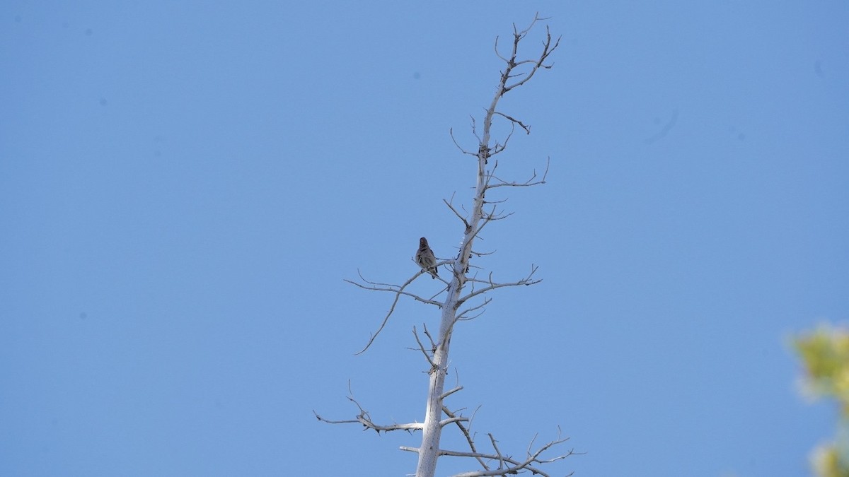 Cassin's Finch - ML620613149