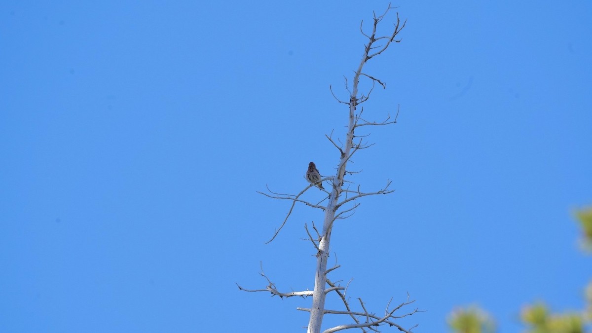 Cassin's Finch - ML620613151