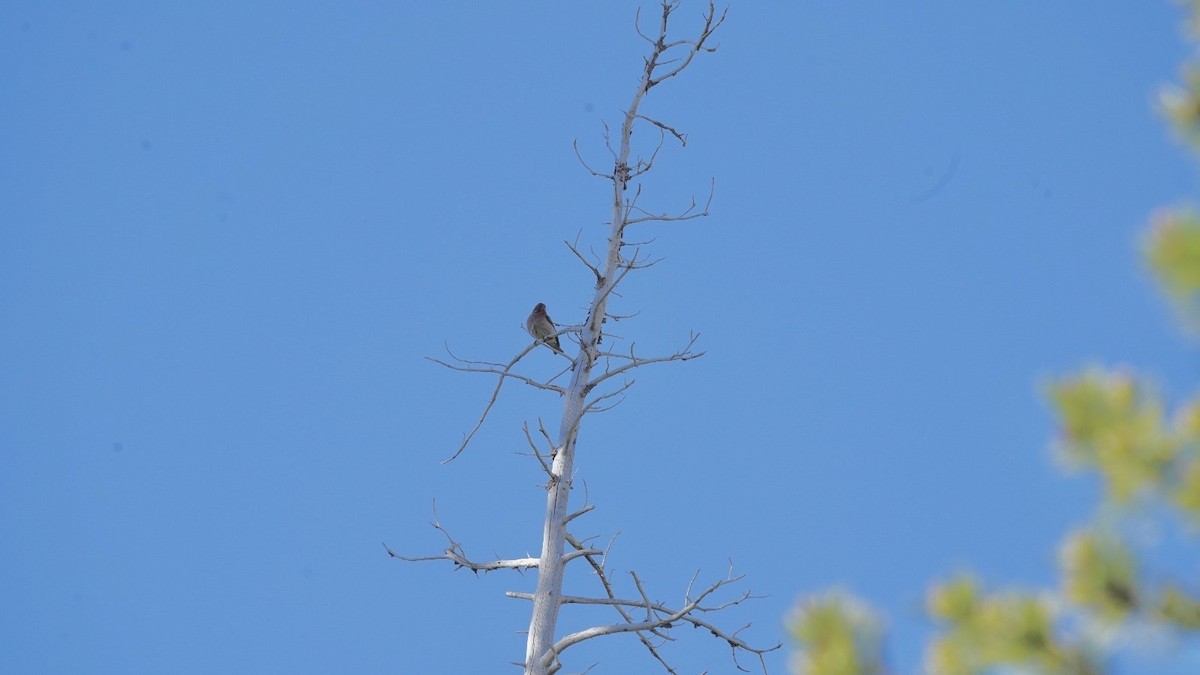 Cassin's Finch - ML620613152