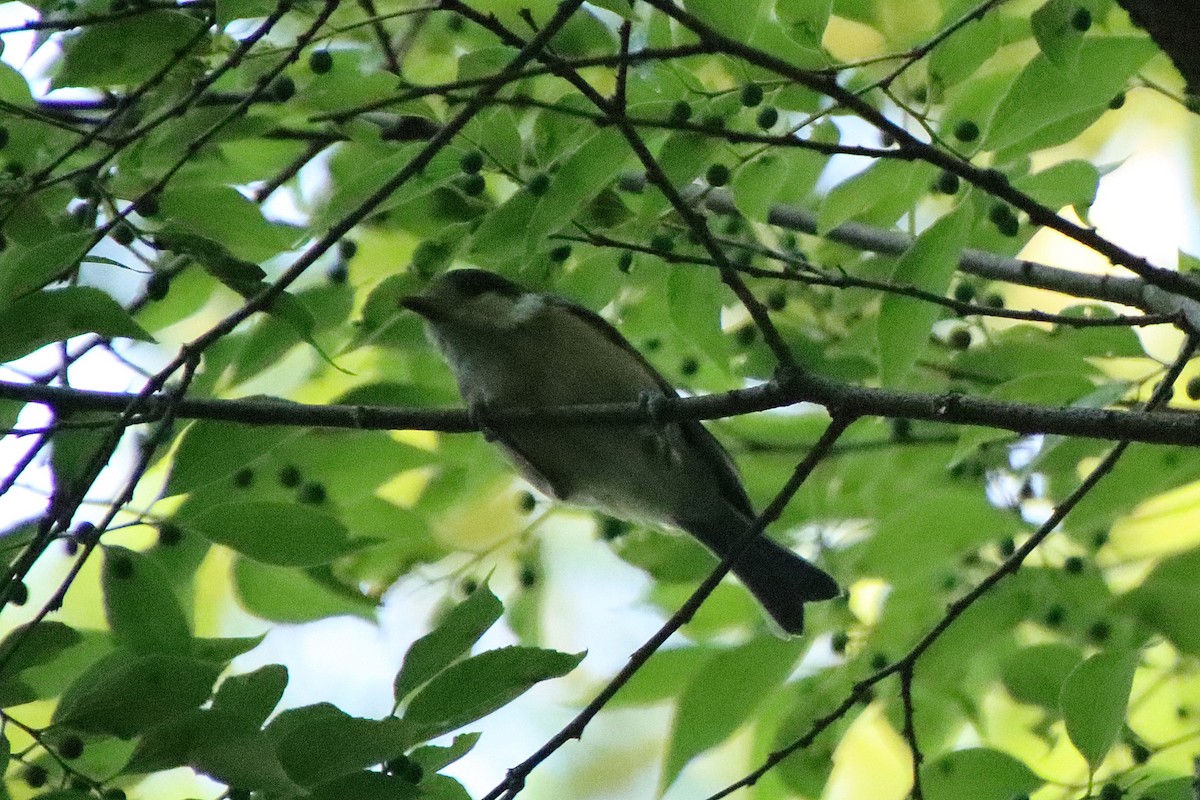 Varied Tit - ML620613154