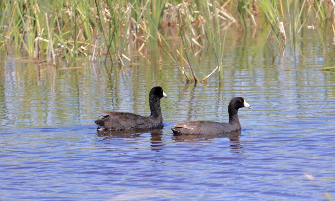 American Coot - ML620613157