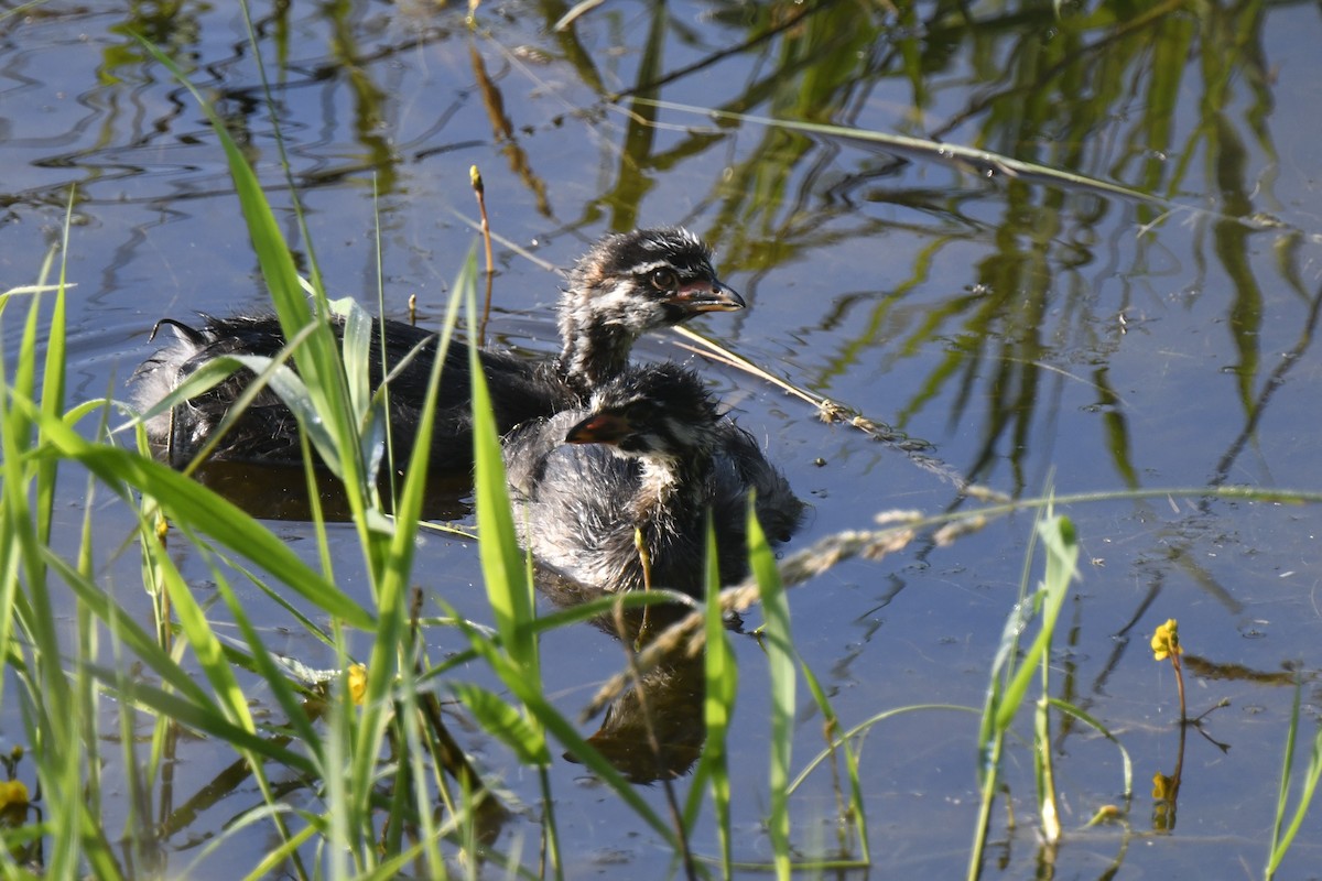 Pied-billed Grebe - ML620613158