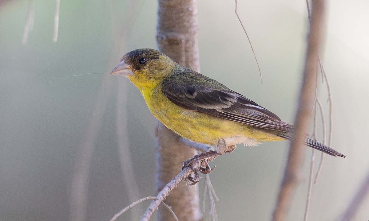 Lesser Goldfinch - ML620613159