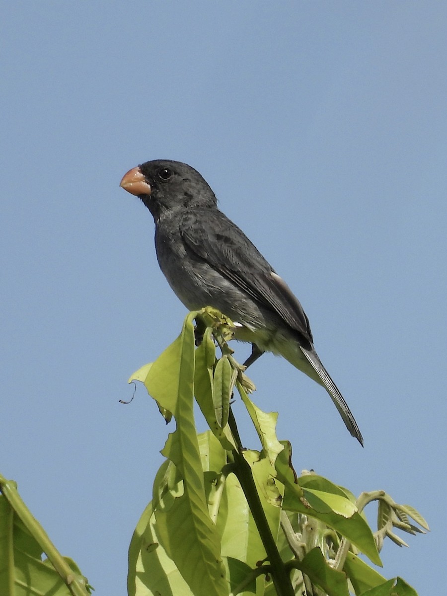 Gray Seedeater - ML620613160