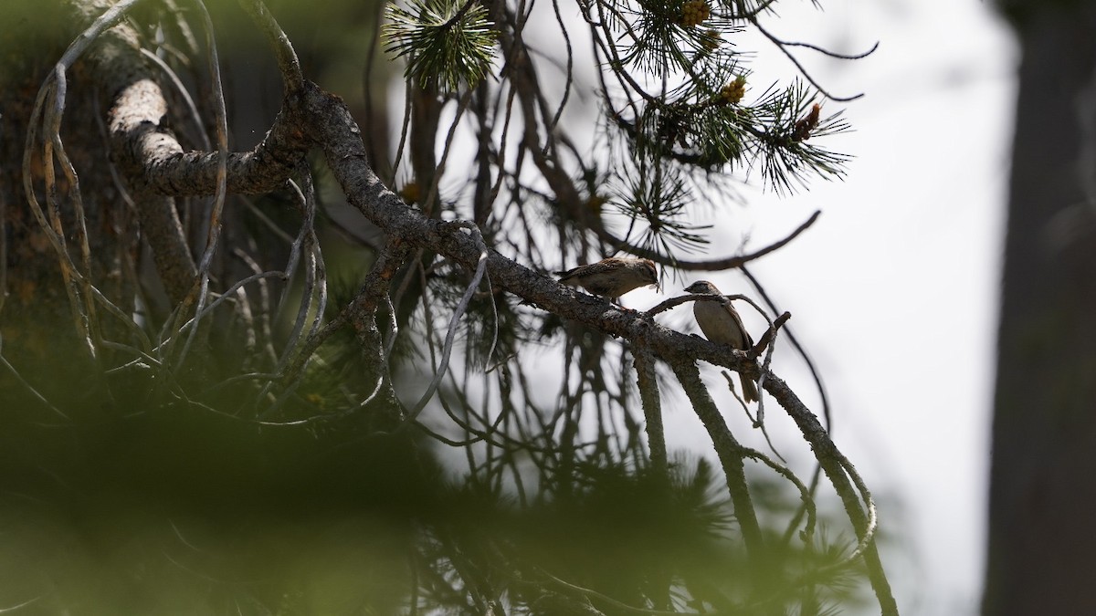 Chipping Sparrow - ML620613161