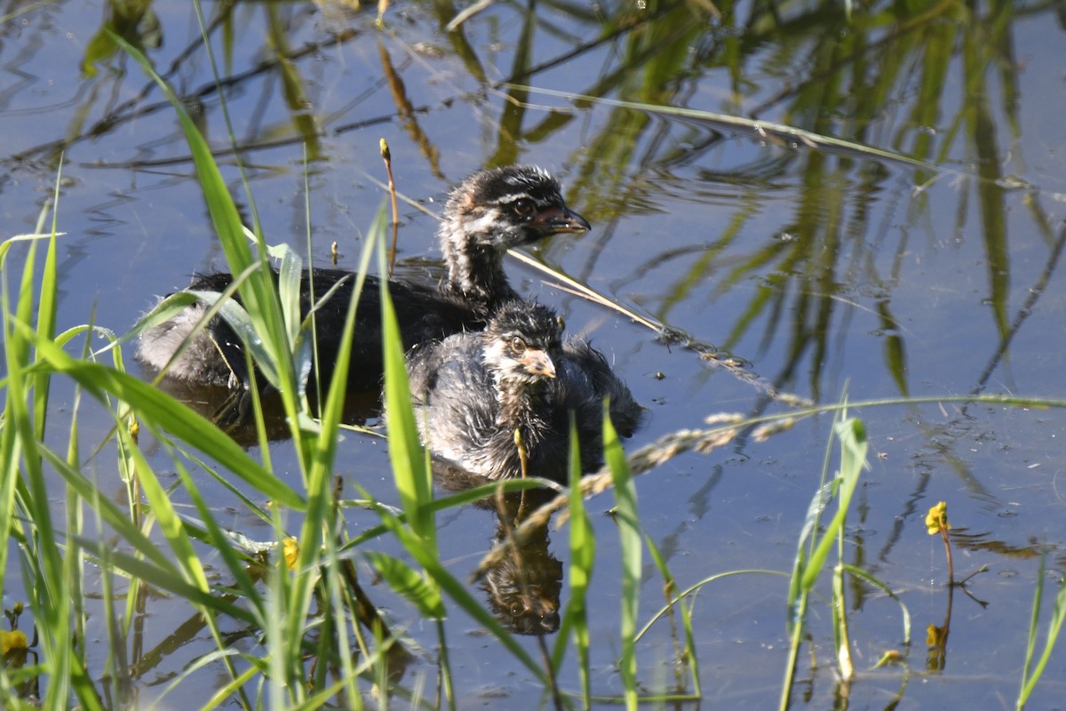 Pied-billed Grebe - ML620613163