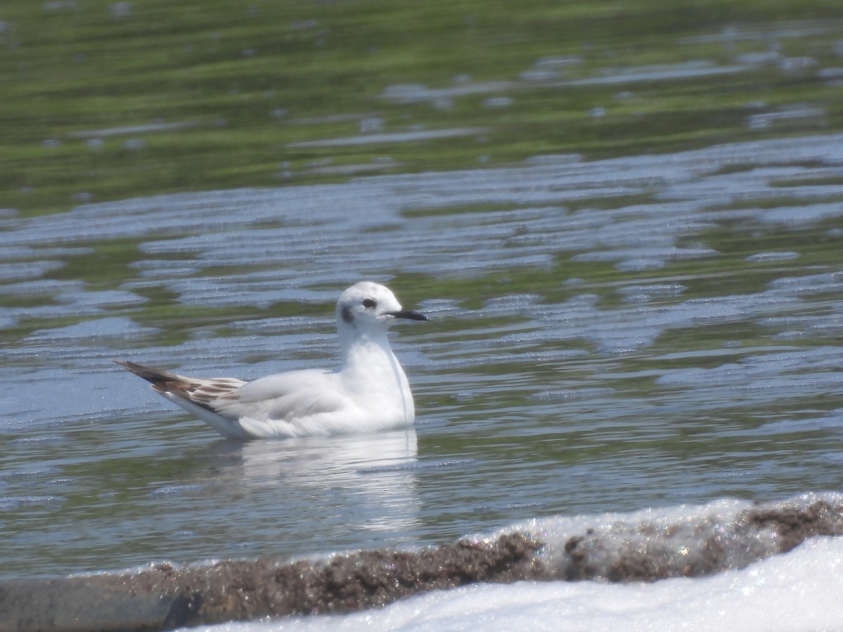 Bonaparte's Gull - ML620613164