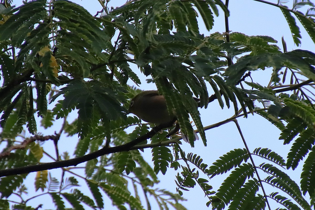 Warbling White-eye - ML620613166