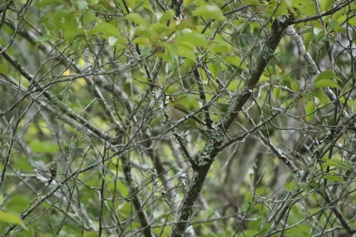 Warbling White-eye - ML620613167