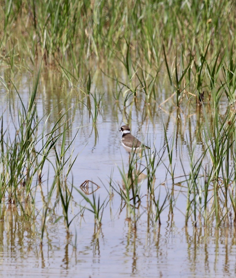 Semipalmated Plover - ML620613179