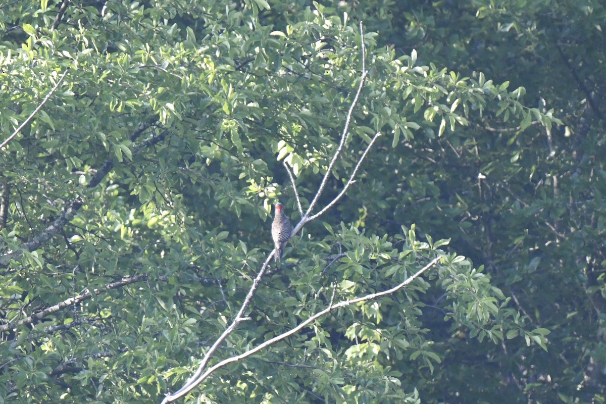 Northern Flicker - ML620613185