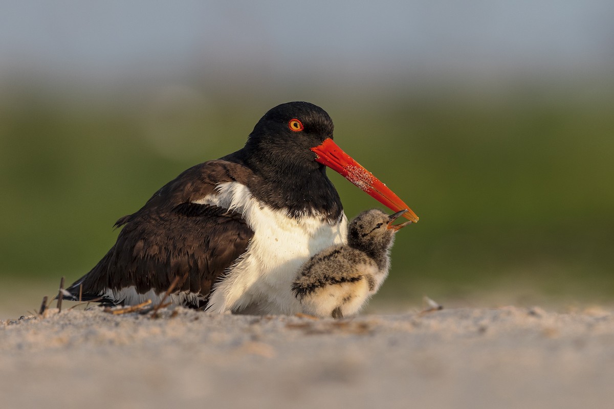 American Oystercatcher - Vincent Iadevaia