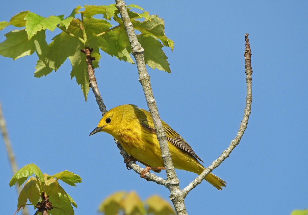 Yellow Warbler (Northern) - ML620613187