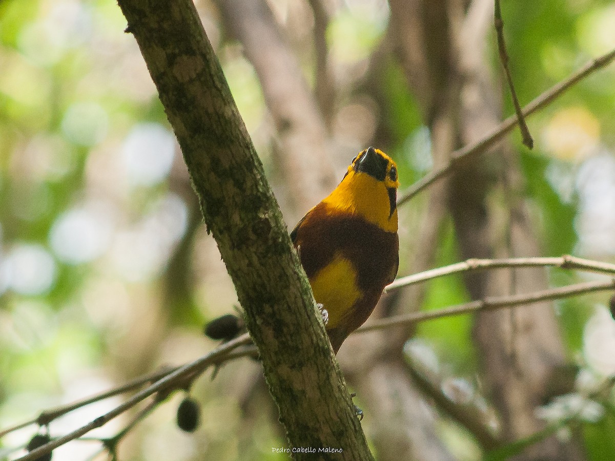 Golden Tanager - ML620613189