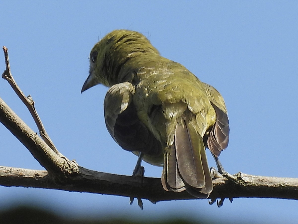 Tangara Palmera - ML620613190