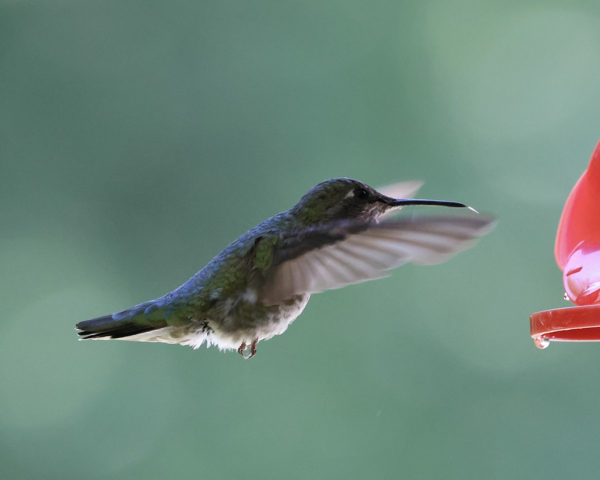 Anna's Hummingbird - ML620613194