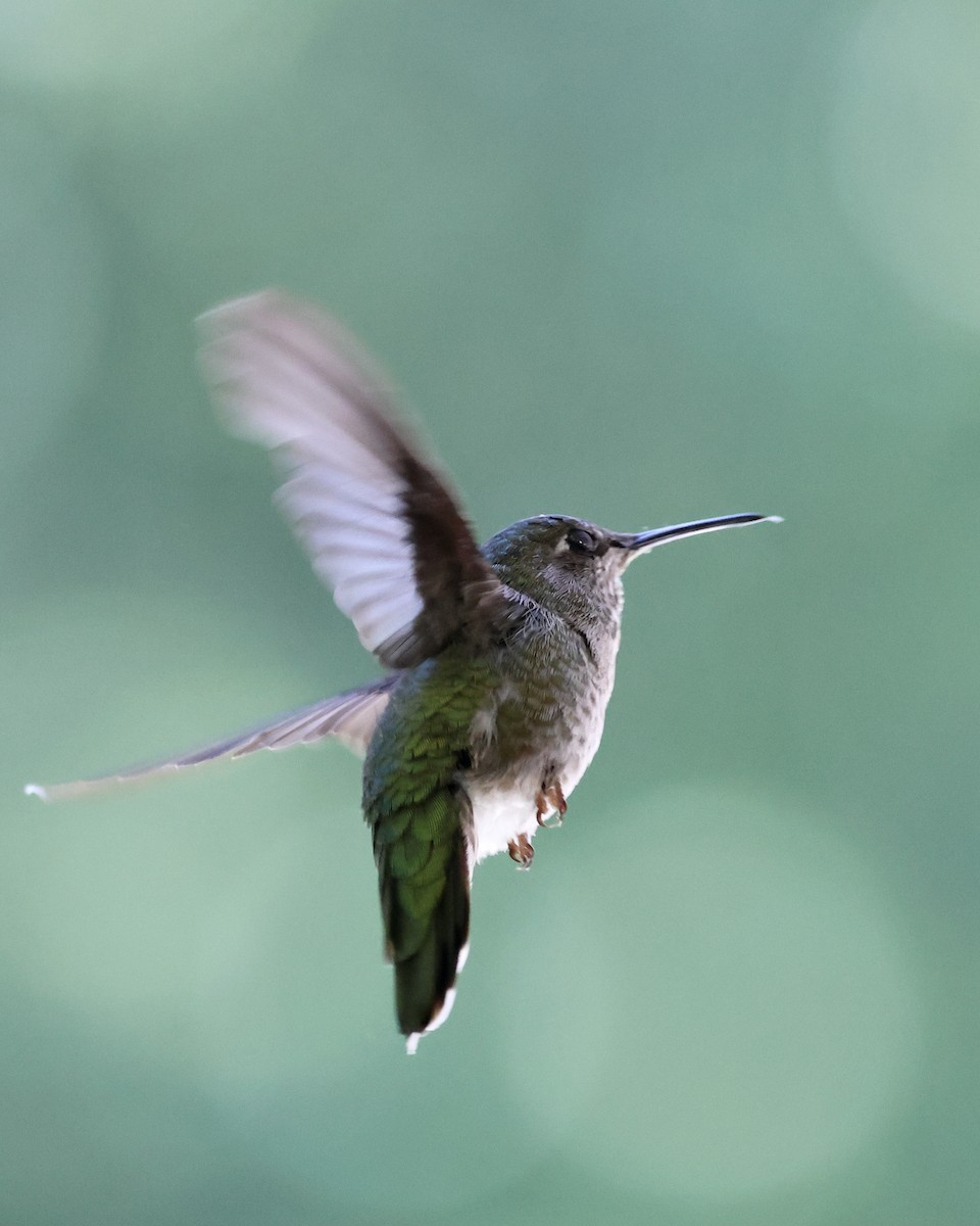 Anna's Hummingbird - ML620613195