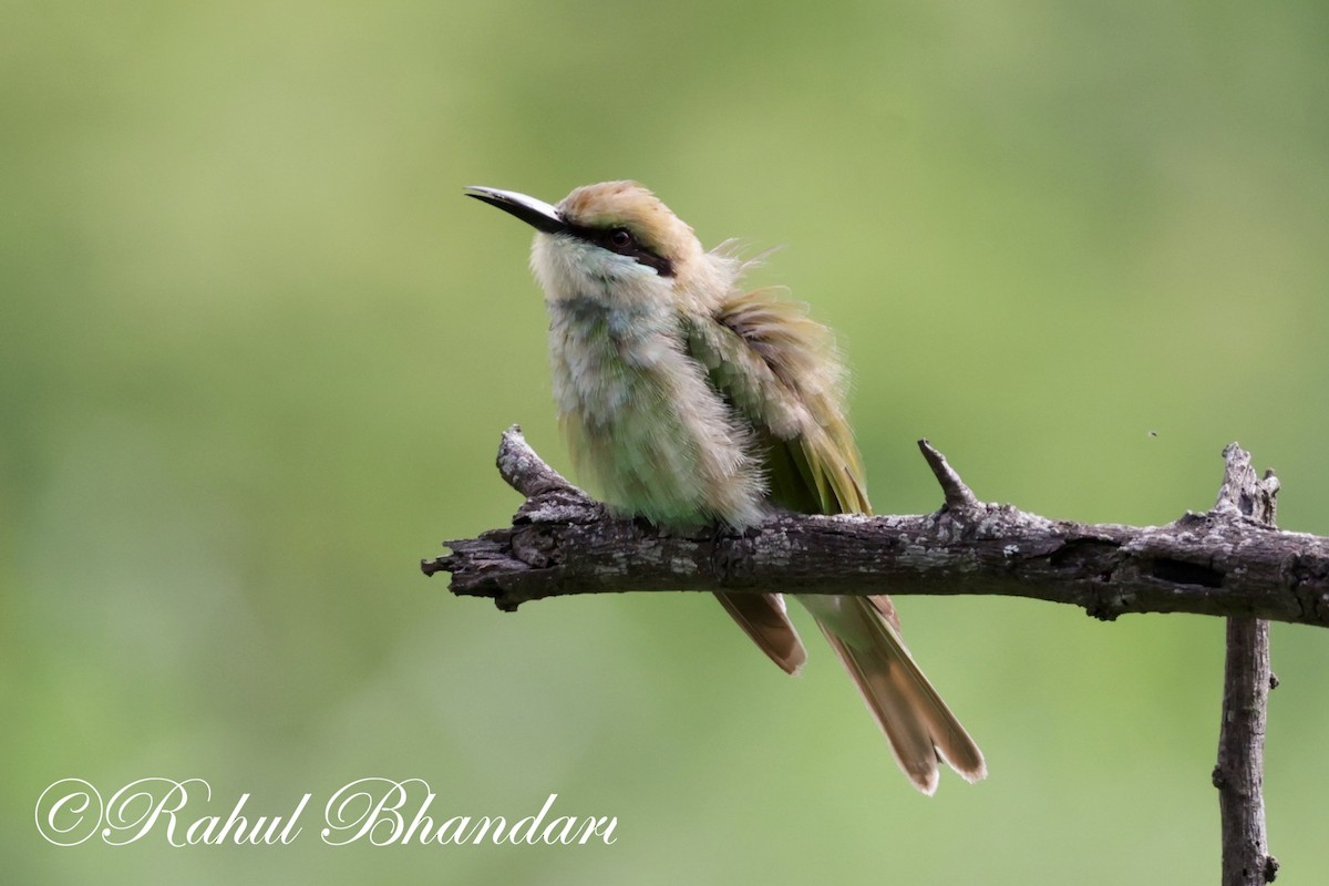 Asian Green Bee-eater - ML620613196