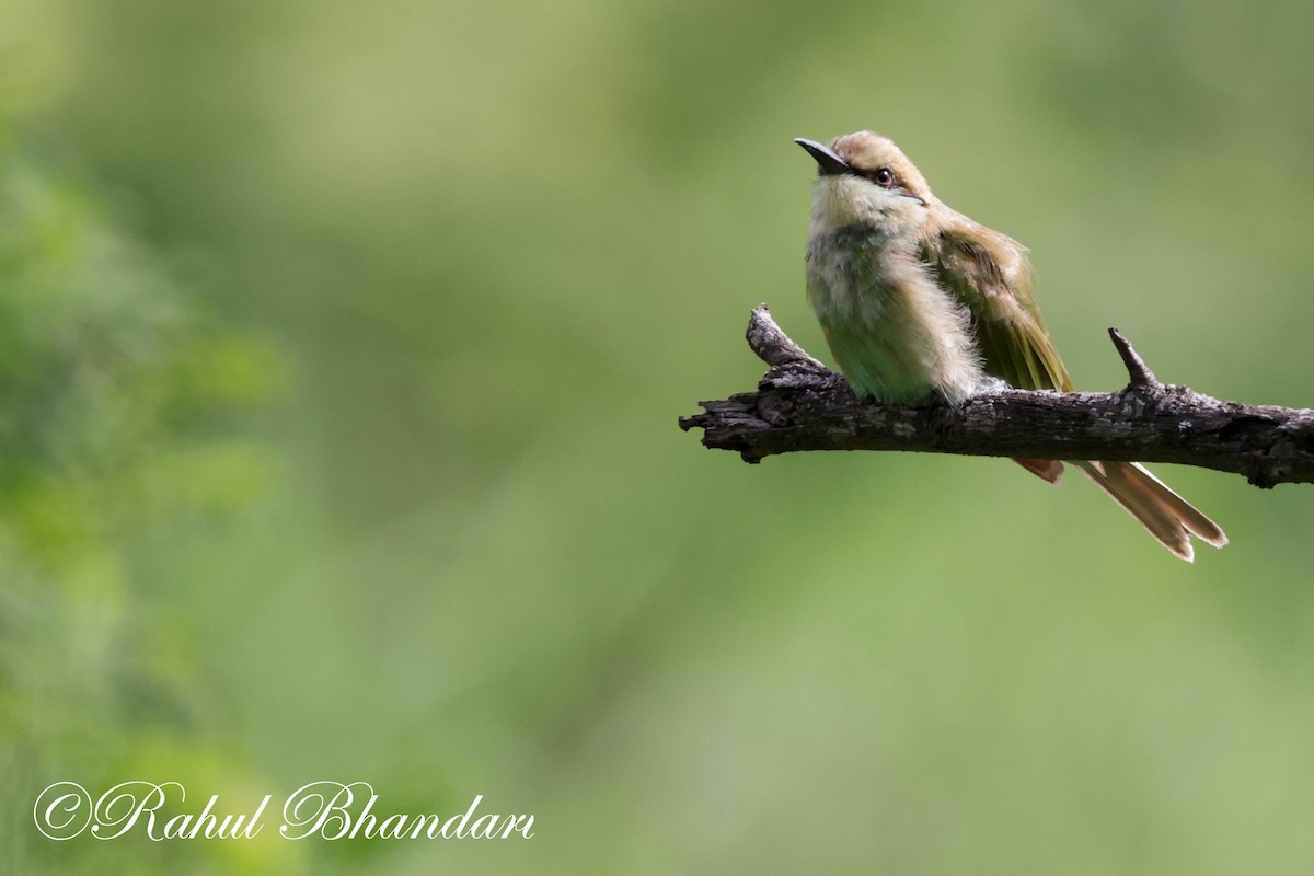 Asian Green Bee-eater - ML620613197