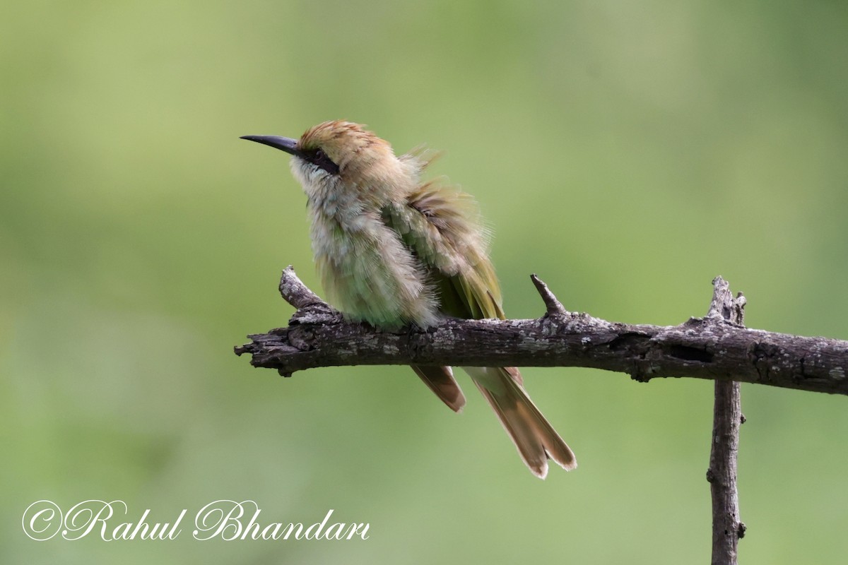 Asian Green Bee-eater - ML620613198