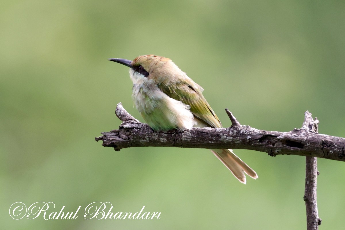 Asian Green Bee-eater - ML620613199