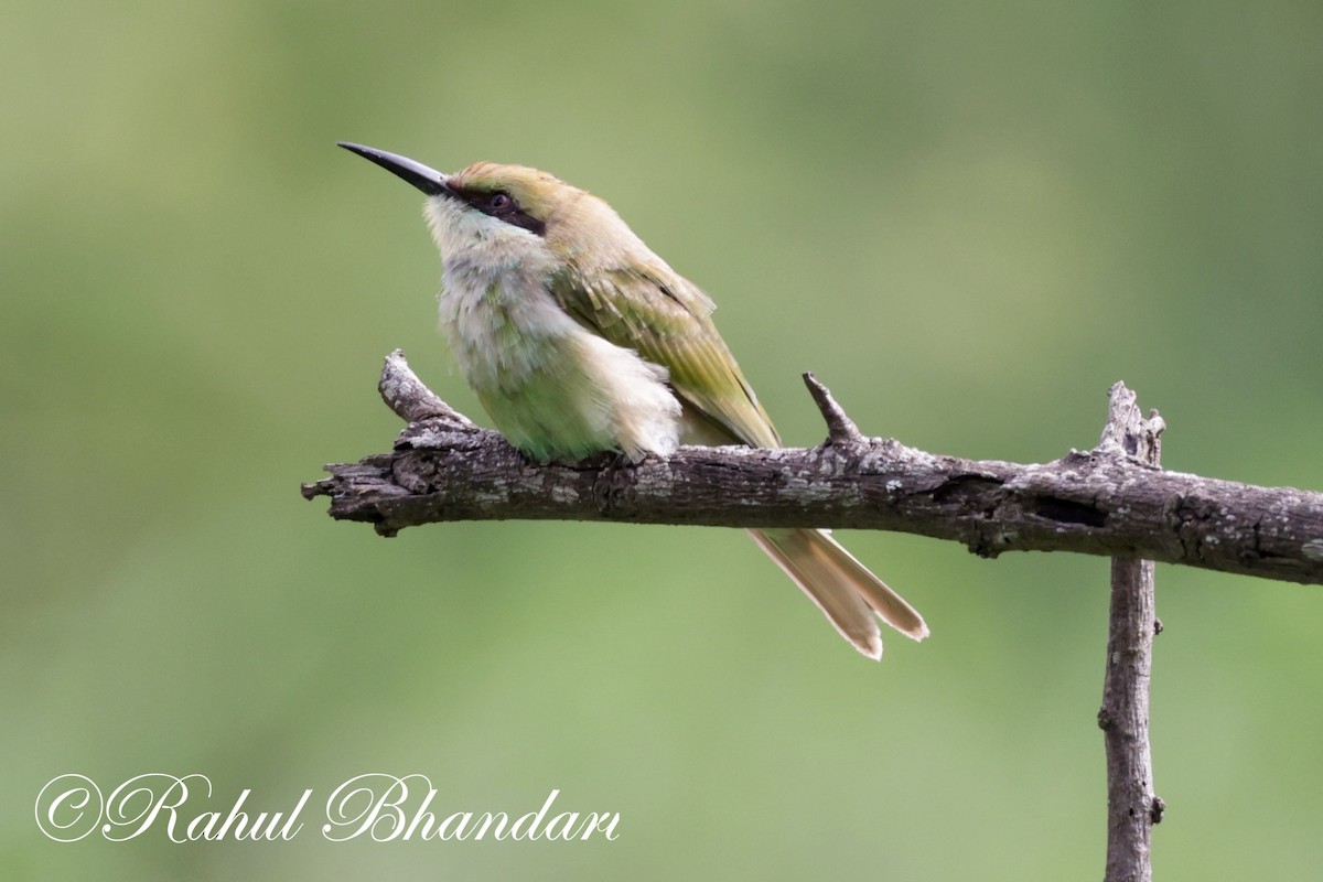 Asian Green Bee-eater - ML620613200