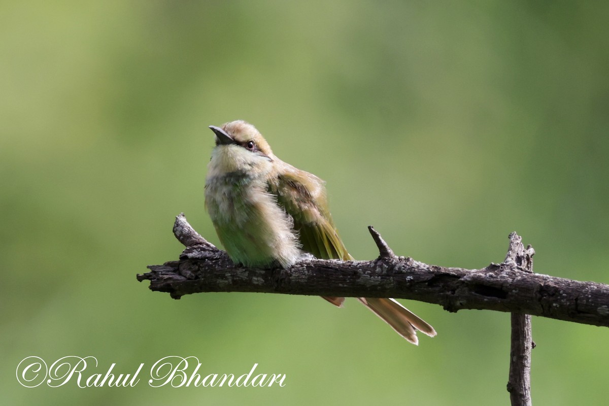 Asian Green Bee-eater - ML620613201